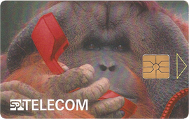 33-06-96-c149-orangutan-1.png