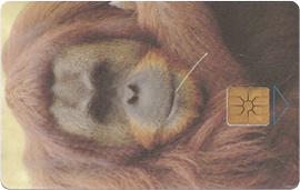 59-11-97-c212-orangutan-2.png