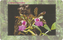 03-01-99-c266-orchidea-1.png
