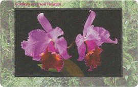 04-01-99-c267-orchidea-2.png