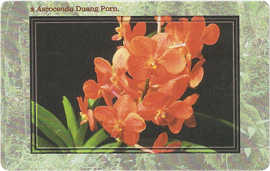 17-03-99-c277-orchidea-3.png