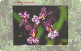 41-09-99-c288-orchidea-4.png