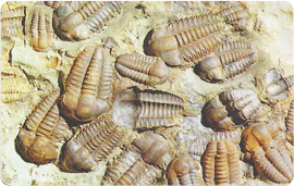 52-10-99-c291-trilobiti.png