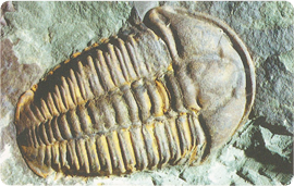 64-12-99-c298-trilobit.png