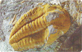 41-09-00-c332-trilobit-4.png